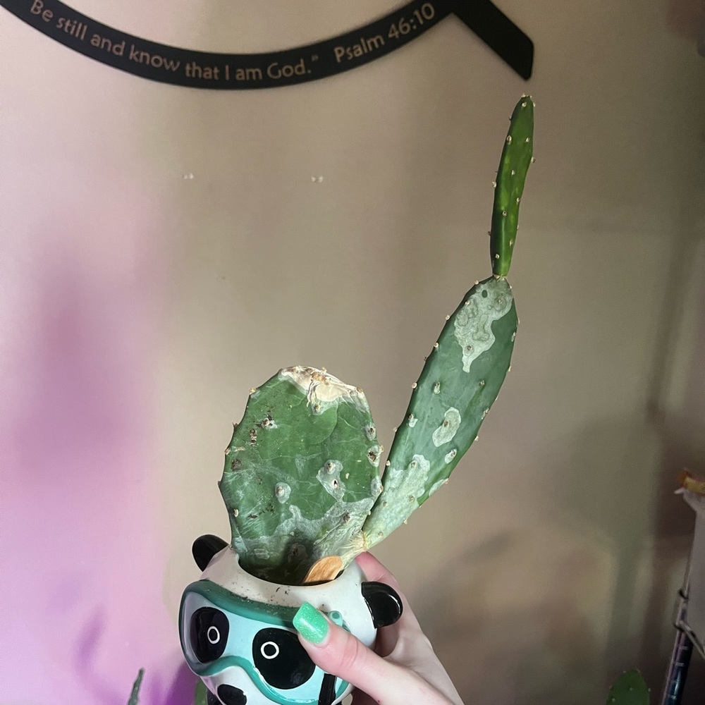 Cactus - Picture 2 of 4